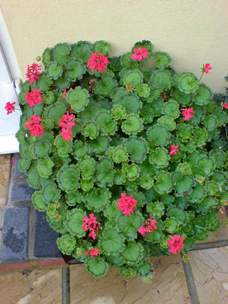 geranium 01 (Pelargonium)