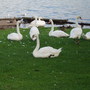 Picture_135