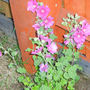 Clementii (Lavatera x Clementii)