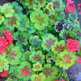 Dsc00049_edited