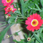 Marguerite. (Marguerite)