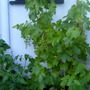 grape vine