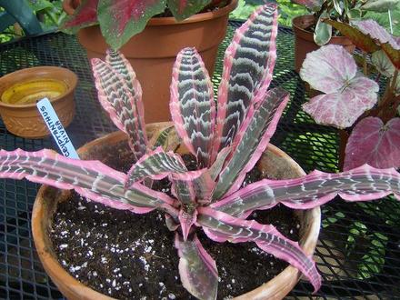 Bromelia - 