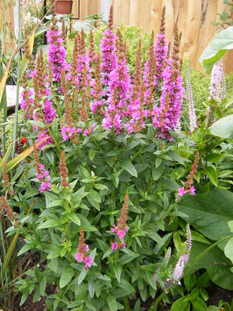 LYTHRUM