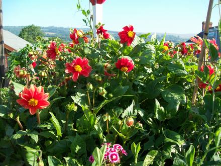 Overgrown Dahlia