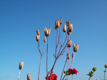 Aquilegia