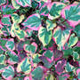 Houttuynia cordata