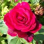 Picture_473