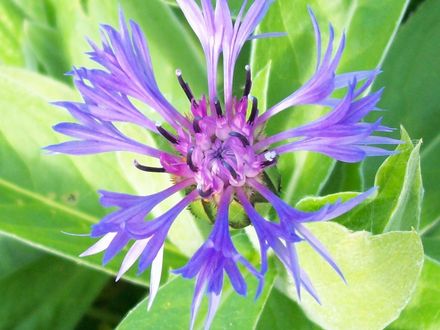 Centaurea - Cornflower
