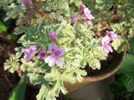 Lemon scented geranium