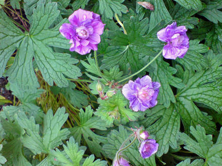 DSC00054_edited.jpg (Geranium pratense)