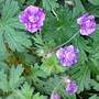 Dsc00054_edited