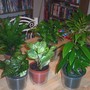 My new babies.