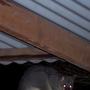 Hello Possum