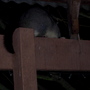 Possum Escape