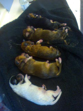 5 new puppys!!