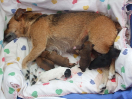 ruby with her brood!