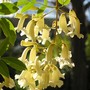 Pandorea alba (Pandorea alba)