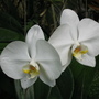 Phalaenopsis
