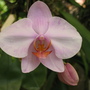 Orchid