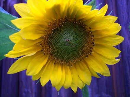 sunflower