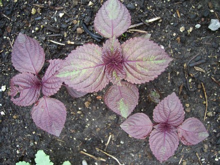 Unknown Plants