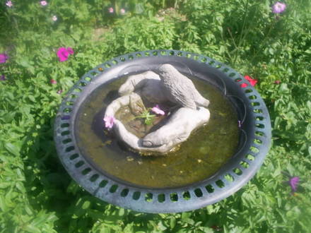 bird bath back garden