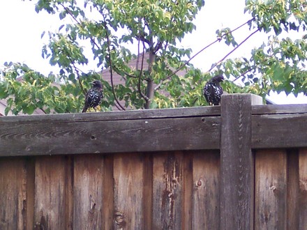 Starlings