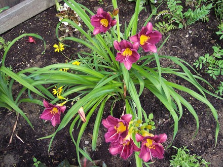 Purple D'Oro Daylily