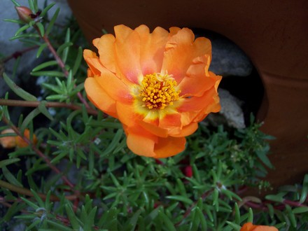 Portulaca
