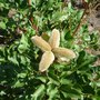 Peonia__6_