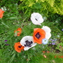William__school_photos_001