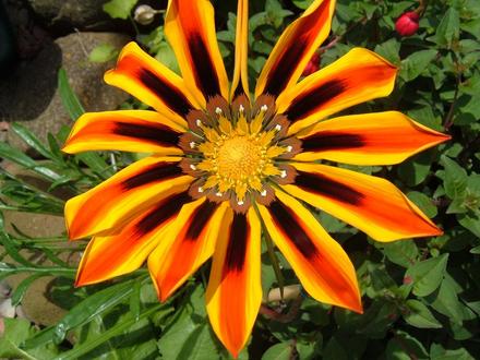 Gazania 