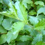 Liz-garden_001