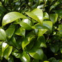 Liz-garden_002