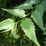 Liz-garden_004