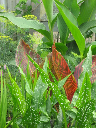 Leaf colours...cannas and callas
