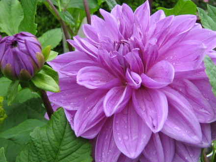 First Dinner Plate Dahlia
