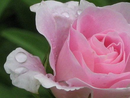 rose ...again..