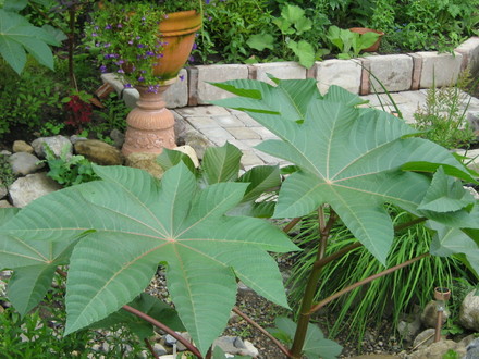 Huge castor bean