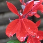 LOBELIA CARDINALIS (Lobelia cardinalis (Cardinal flower))