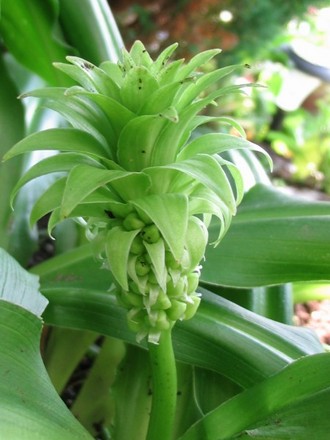 Pinapple lily (Eucomis e.bicolour)
