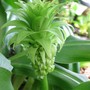Eucomis e.bicolour