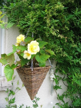 Niagra Yellow Begonias  (Begonia)