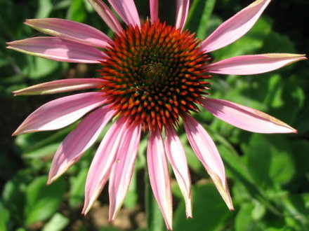 Coneflower (Echinacea Purpurea)
