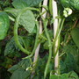 RUNNER BEANS
