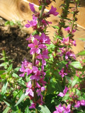 Lythrum (Lythrum)