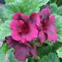 Pelargonium