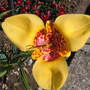 Tiger lily
