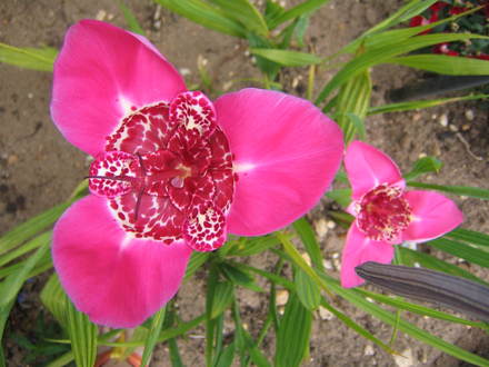 Tiger lily